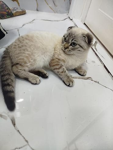 Heyvanlar üçün mallar: Sattilir — 1