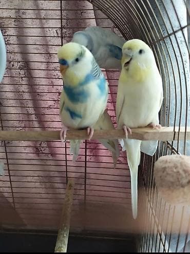 CÜT Məhsul: Budaq-parakit (dalğalı tutuquşu) quşları Təsvir: -