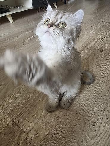 heyvanlar pişik: Britan, Dişi, Yaxşı əllərə, Ünvandan götürmə — 2