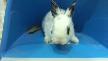 kaliforniya dovşanı: Dovsan balalari satilir — 3