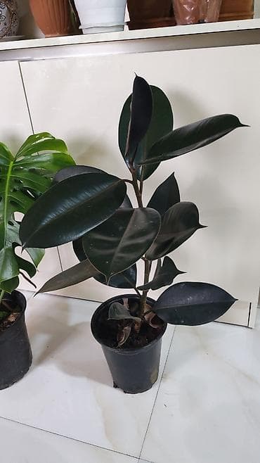 qapi ev: Fikus elastika “Abid Janub” (kauçuk ağacı) – qara-yaşıl, parlaq iri — 1