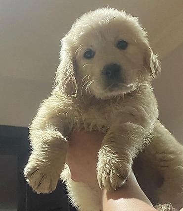 en ucuz itler: Qızılı rəngli balaca it balası – Golden Retriever tipli - Cins — 4