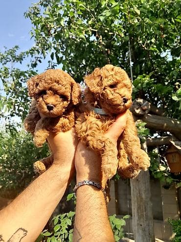 Pudel, Peyvəndli lalafo.az -da Pudel, Peyvəndli