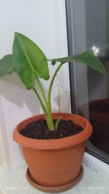 parça bez: Otaq bitkisi – fil qulağı (Alocasia/Colocasia tipli) qabda - Böyük — 1