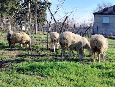 Ördəklər: Satış üçün xırdabuynuzlu heyvanlar – qoyun sürüsü - Növ: qoyun (ağ və — 2