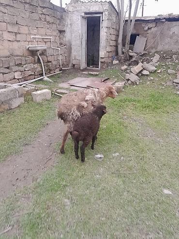 Quzu: Salam sağlam heyvandir bala erkekdi — 4