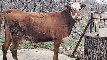 cüce satışı: Birinci qarına smentalın mələzidi 14 günlük süni mayalanmadan olan — 3