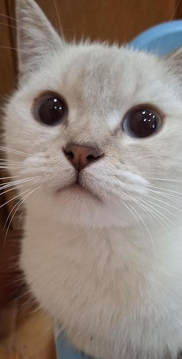 britan şinşila: Britan, Dişi — 1