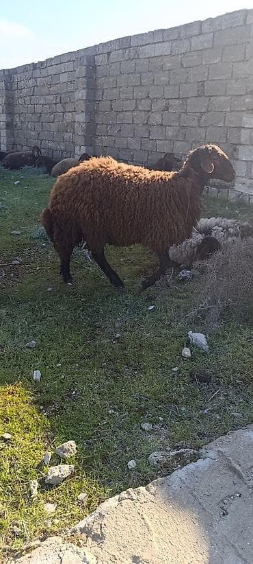 Mal-qara: Salam 11ayliq tougludu əsl qocluqdu.30_35kilo arasıdır.yeke qoyunun — 2