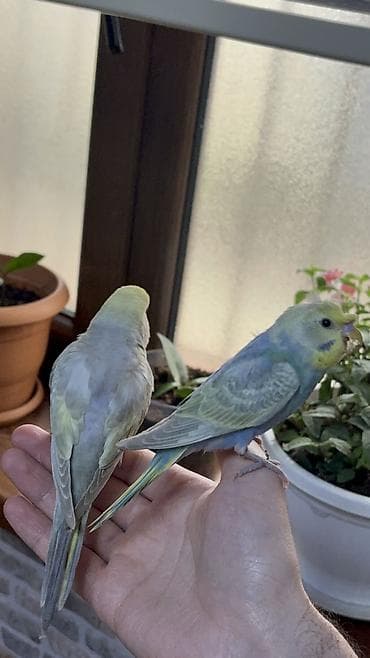 popugay: 2 ədəd 1 ay yarımlıq gözəl rəngli RAİNBOW tutuquşu. Ələ öyrətməyin tam — 4