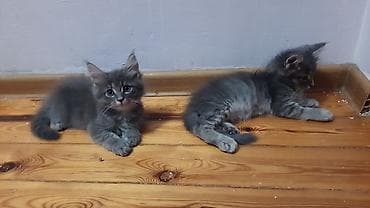 pișik: ПАПА - МЕЙНКУН,МАМА-ШОТЛАНДКА. КОТЯТАМ 1,5 МЕСЯЦА. ХОДЯТ В ЛОТОК,ЕДЯТ — 10