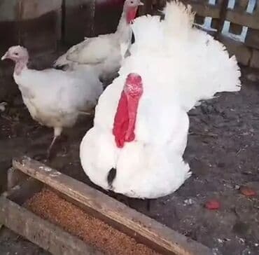 cücə və xoruz: Salam Ayam cemani,,. argenal.yumurtasi,cucesi.colpasi,,xoruzu.toyugu — 19
