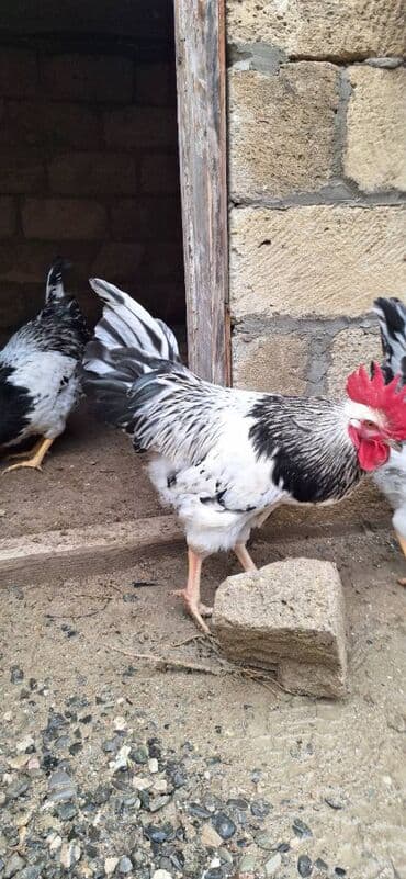 Məhsul: Ev quşu – xoruz Təsvir: - Rəng: ağ-qara lələklər, parlaq