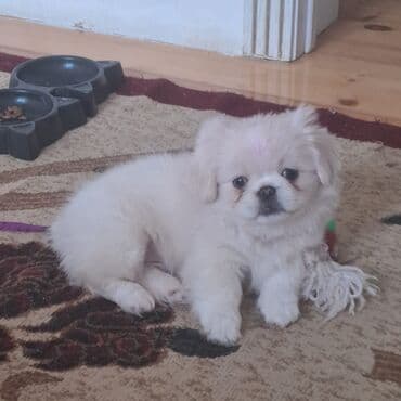 bazarstore part time iş: Pekinez balası erkek– krem/ağ rəngli, sıx və yumşaq tüklü, yığcam — 4