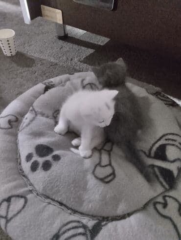 ağ pişiy: Erkək, Dişi, Yaxşı əllərə, Ünvandan götürmə — 8