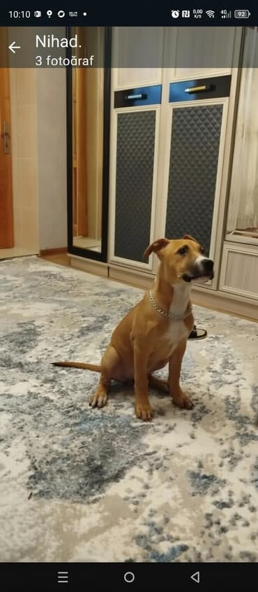 spits itleri qiymeti: Pitbul, 3 ay, Dişi — 3