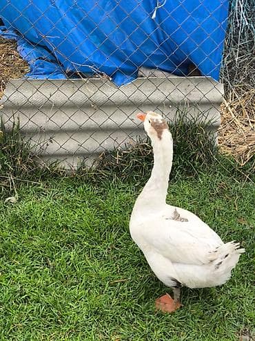 bakida at bazari: Erkək, Damazlıq — 3