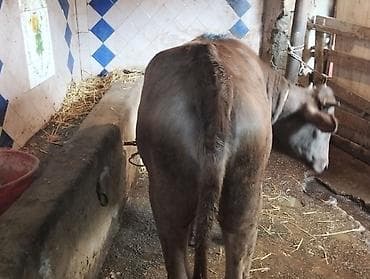 doberman satış: Satış üçün cins mal–dana - Növ: dana (erkək) - Rəng: açıq-qəhvəyi - — 3