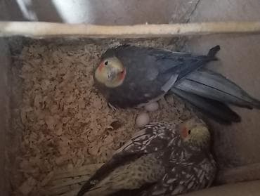 erkek pisik: Yumurtali halda satilir 3 yumurtası var altlarinda yumurtalar doludu — 4