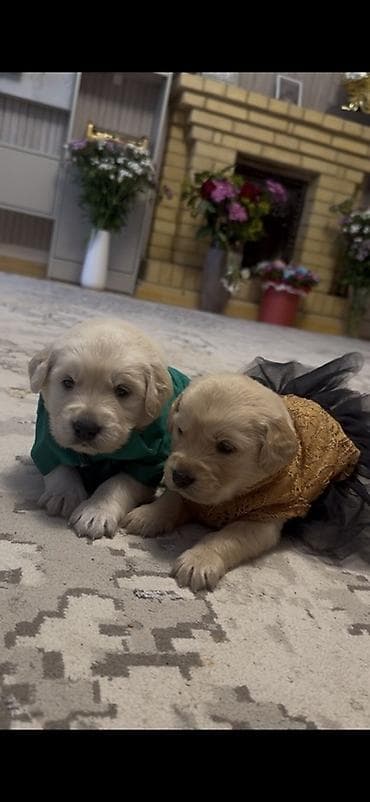 sirin it sekilleri: Retriever — 5