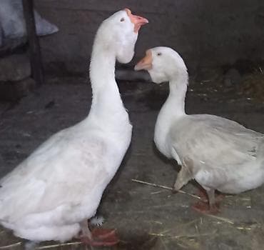 Yemlər: Cütünü 250 manata deyirəm. yumurtlayırda — 2