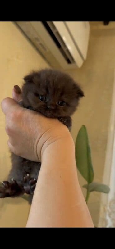 pişik yem qabı: 50 ile 250 arasi cins saf qan pisiklerimiz var( Silver sinsila temiz — 30