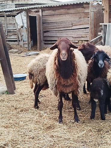 qoyun quyruğu: Erkək, Qala, il: 1, 40 kq, Ətlik — 2