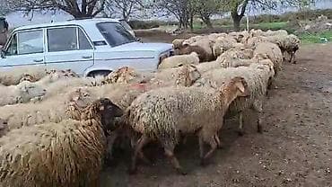 ətlik inək cinsləri: Satış: Qoyun sürüsü 0509813022 - Növ: Qoyun (ana qoyunlar üstünlük — 6