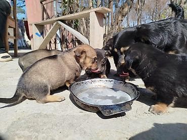 itlerin satişi: Əla növ qulaği sallağ zvanoklar satilir 7 ədəd di 3 həftəlikdirlər — 6