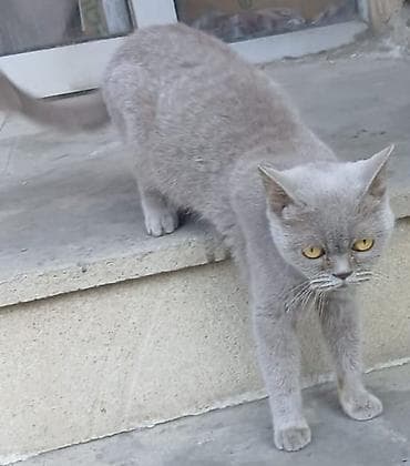 Собаки: Британская, Самка, Самовывоз — 2