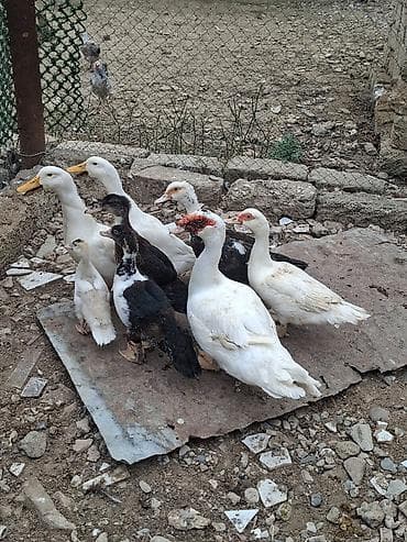 ev kirpisi: Dişi, | Lal ördək, Damazlıq, Ödənişli çatdırılma — 4