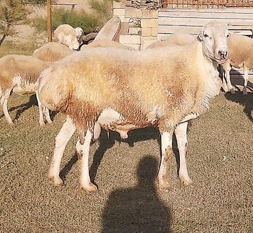 ucuz qoyun: Təmiz qaradolaq sortudur. 2 yaşı var. yaxşı bala düşür. aktiv — 1