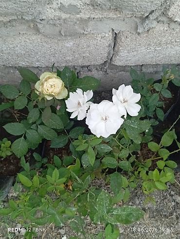 tulpan gulleri: Miniatür qızılgül kolları (qapda əkilmiş) - Çeşid: mini/qrup — 9