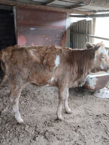 Inəklər, öküzlər: Birinci qarın duye Bogazdir 10gune doğacaq Qiyməti 1950manat ünvan — 3