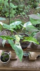 yeni il şənliyi 2022: Xalça — 54