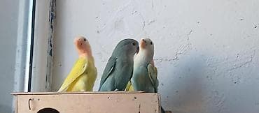 tutu guşu: Sevgiquşları (Lovebird) – müxtəlif rəng kombinasiyaları - Növlər — 3