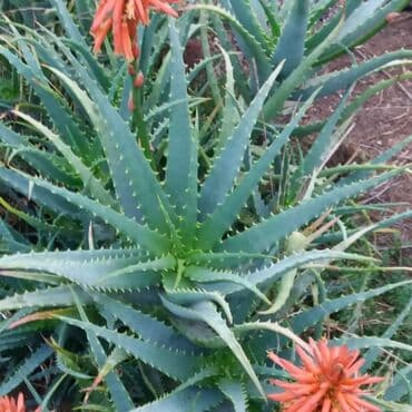 алоэ купить: Mualicevi aloe bitkisinin yarpaqlari kilo ile satilir — 1