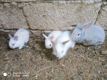 Kərlik ucuz qiymətə dovşanlar satılır krolik karliklar tüklü şir baş