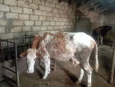barter itle: 8.10l süd verir.təpik atan inəkdi.ayağın bağlayıb sağıram.balasız — 1
