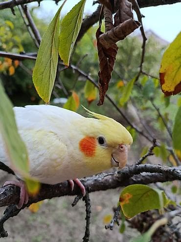 hesterxan qusu: Erkək Karella satılır adı Ori di 7 aylıq quşdu ələ çiyinə başa rahat — 3