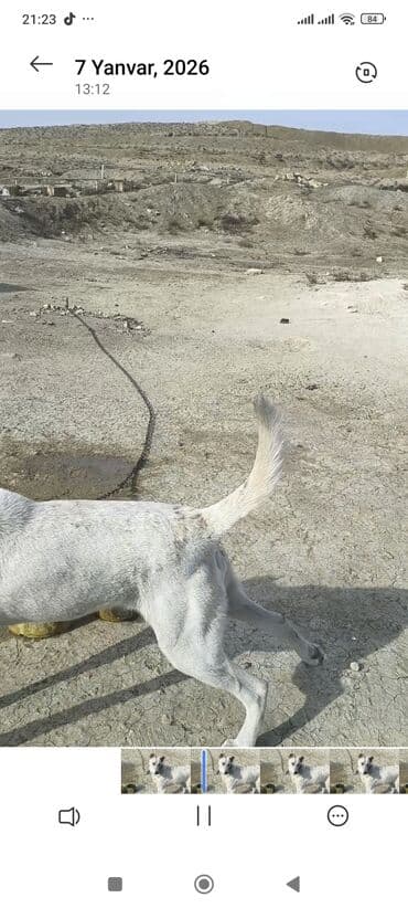 ev quşları haqqında melumat: Məhsul: Qoruyucu it (ağ rəng, qısa tüklü) Təsvir: - Orta-böyük — 9