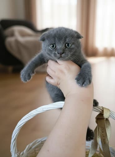 возьму породистого котенка в дар: Британская, В добрые руки — 1