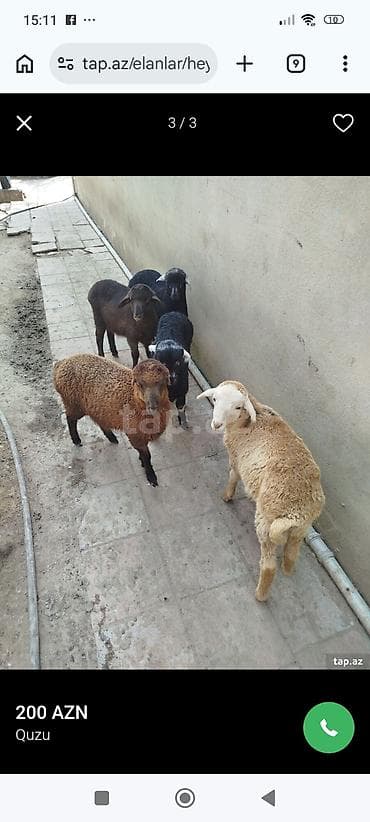 sabuncu it bazari 2024: Məhsul: Quzu Təsvir: - Şəkillərdə 4 baş quzu görünür (ağ-qonur, tünd — 1