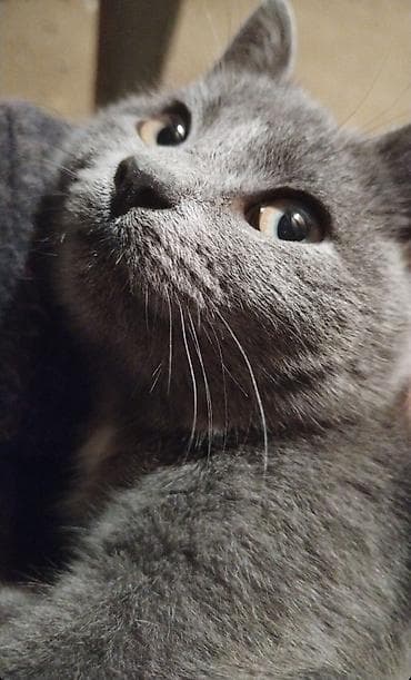 pisik etibarli ellere verilir: Ev pişiyidir. cinsi british. 1 yasi var, disi (adi mikuli) isimle — 3