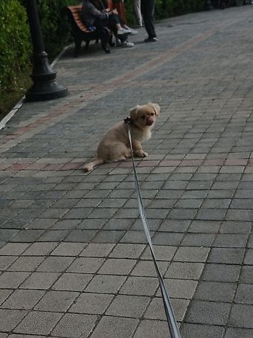 basenc itləri: Pekines — 3