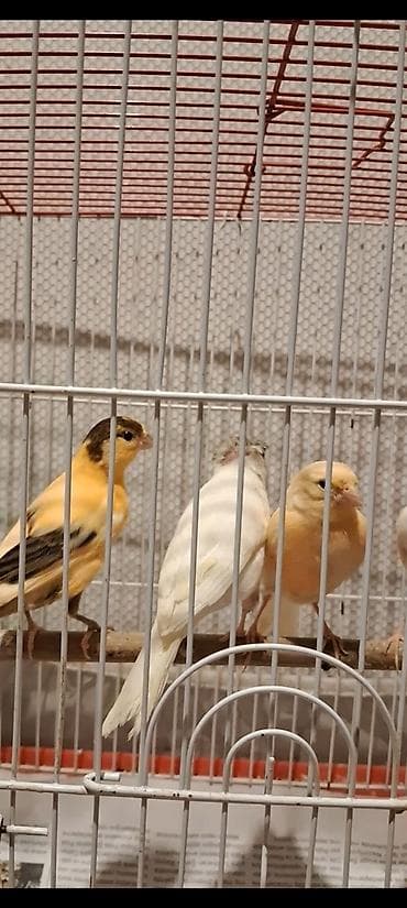 Akvarium aksessuar və ləvazimatları: Cavan Quşlar satılır hər qiymətə var — 1