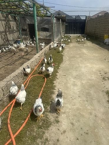 Xoruzlar: Toyuq, Damazlıq — 3