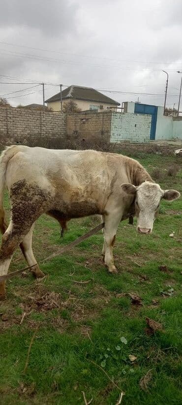 Satlıq erkək dana/buzaq - Növ: iri buynuzlu heyvan, erkək - Rəng