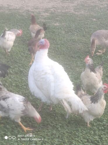 Гуси: Hinduşka tam sağlam erkək dişi var — 2