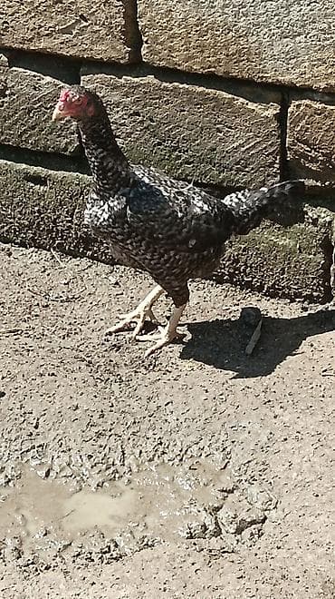 ev iti satilir: Toyuq, Damazlıq, Ünvandan götürmə — 2